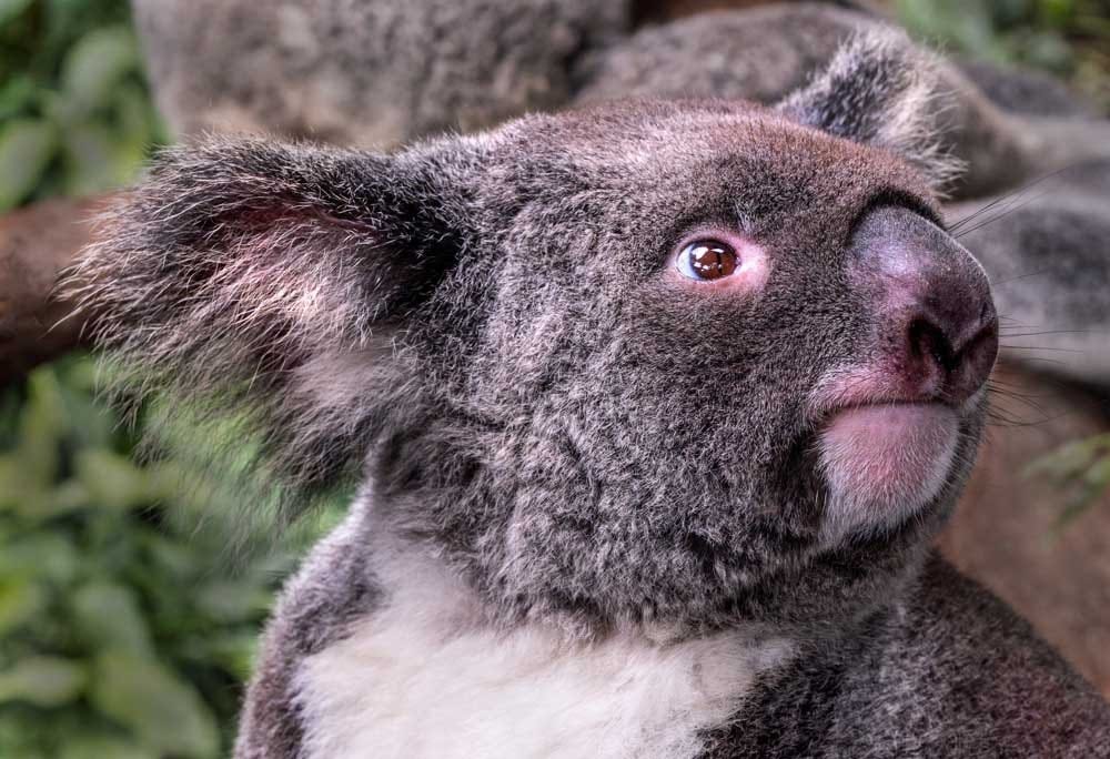 Koala australiano